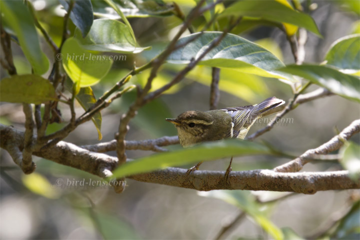 Nordischer (Wander-)Laubsänger